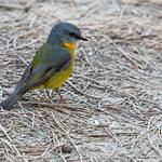 Eastern Yellow-robin