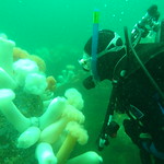 Sara exploring the reef