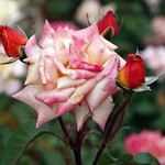 They call me the wild rose