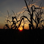 Cornfield Sunset