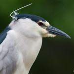 Bihoreau gris, Nycticorax nycticorax, Black-crowned Night-Heron
