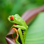 Red-eye Tree frog