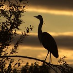 Heron in the Park... 1-IMG_0092-001