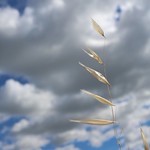 Ni dieu ni ma&icirc;tre / neither god nor master