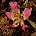 - Paineira Rosa/ Ceiba speciosa -