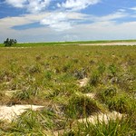 Laysan Island Fields