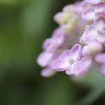 Hydrangea