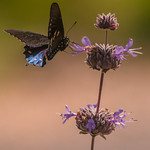 Pipevine Swallowtail