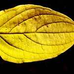 Leaves at the 21th of October - Two