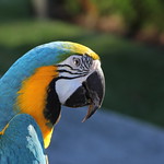 Macaw