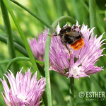Hommel op bieslook