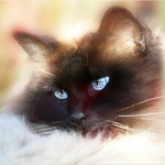 Bluss in the dream world