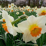 Daffodils