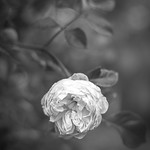 Everything's coming up roses [Explored}