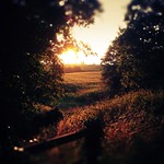 Cornfield Sunset