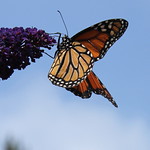 The Monarchs Are Back!