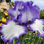 Iris 2