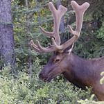 Bull Elk portrait