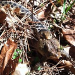 Eastern garter snake eating toad