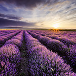 Lavender Sunrise