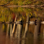Gliding in the sunset