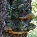 East Harbour Regional Park Wellington