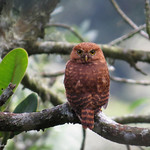 Glaucidium jardinii