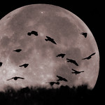 flying to the moon ...