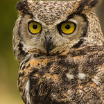 Great Horned Owl-001.jpg