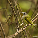 Poecilotriccus sylvia