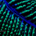 Blue river- Coral of Okinawa