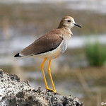 White-tailed Plover (Chettusia leucurus)