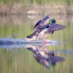 Mallard Landing