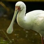 Spoonbill
