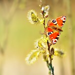 "... Be happy for this moment. This moment is your life..." - O. Khayyam