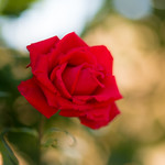 Crimson rose