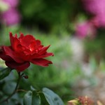 "A Red, Red Rose" by Robert Burns