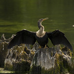 Anhinga drying wings
