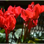 We need some Colours!