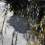 Frogspawn, Garden, Feb 19 2019, P1 (2)