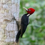 Pale-billed Woodpecker (Campephilus guatemalensis), Peten, Guatemala