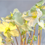 Wintersch&ouml;nheiten