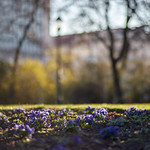 violet the sun shine