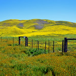 HFF, Happy Fence Friday
