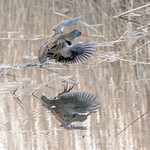 Flying Water Rail
