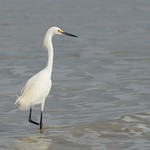 snowy_egret_1600_3