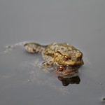 Common Toads - Bufo bufo.