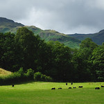 Field Of Herdwick Lambs Looking Over To the Easedale Valley And Mountains