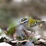 Roitelet triple bandeau