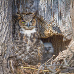 Ephrata GHO & Owlet 04.10.19